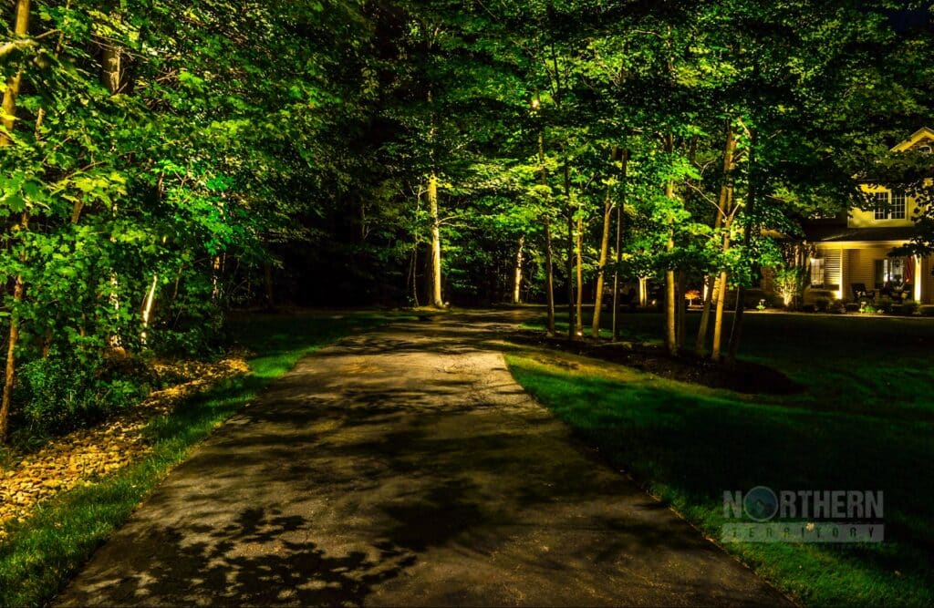 Driveway surrounded by trees